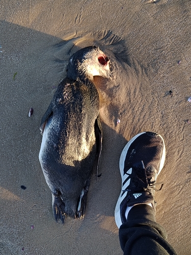 Magellanic Penguin