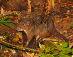 Nesomys rufus