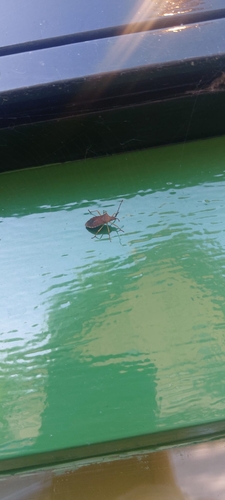 Box Bug