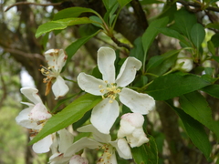 Malus floribunda