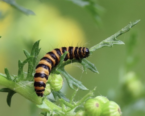 Cinnabar moth