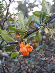 Berberis ilicifolia