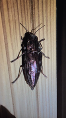 Chalcophora mariana massiliensis