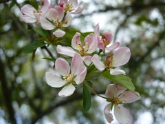 Malus floribunda
