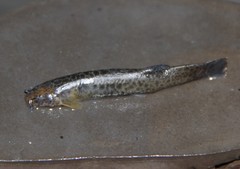 Trichomycterus