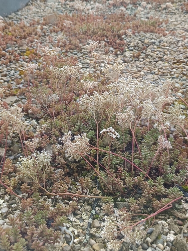 white stonecrop