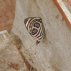 Catagramma pygas thamyras