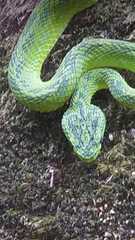 Bothriechis thalassinus