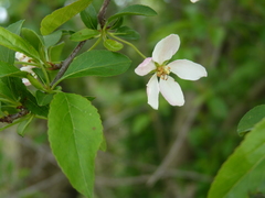 Malus floribunda