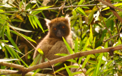Prolemur simus