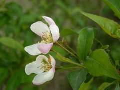 Malus floribunda