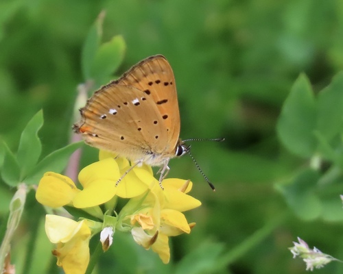 Scarce Copper