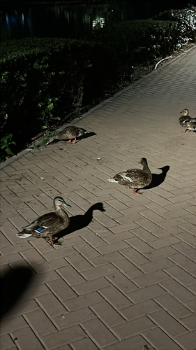 Mallard