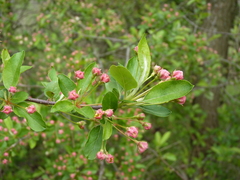 Malus floribunda