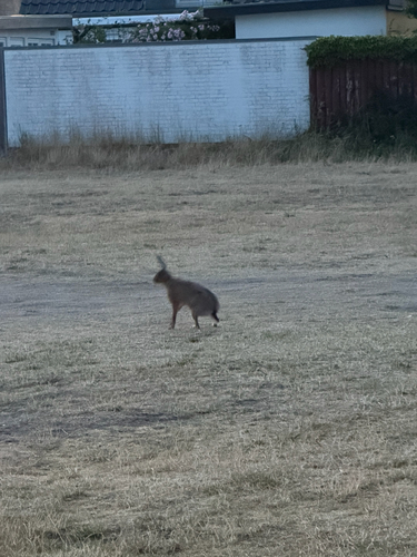 Brown Hare