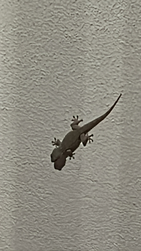 Moorish Gecko