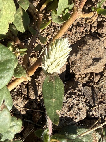 Gomphrena celosioides observed 2026-06-21