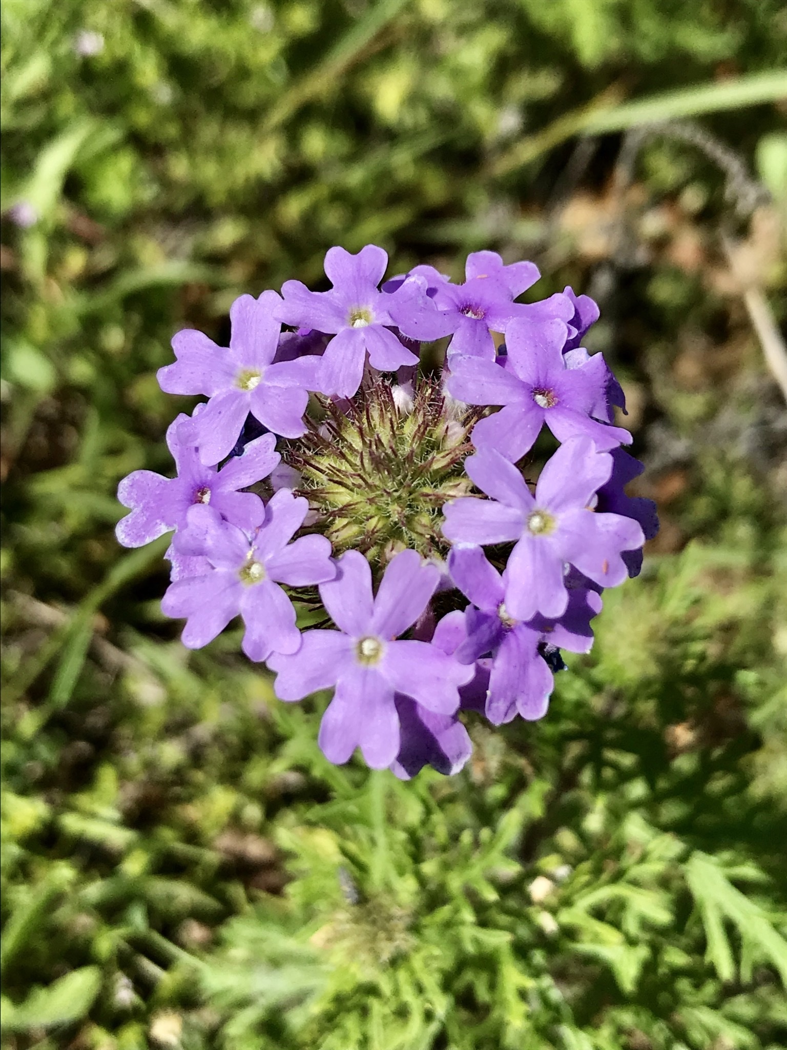 Dakota mock vervain (Glandularia bipinnatifida) · iNaturalist