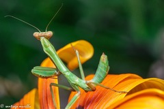Stagmatoptera