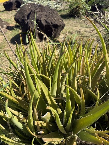 Aloe vera, 2026-06-21