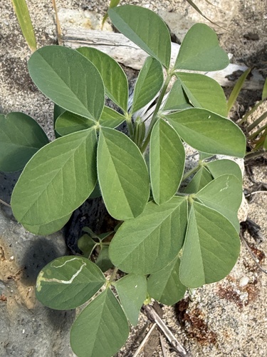 Crotalaria incana observed 2026-06-21