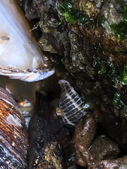 Acanthinucella