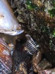Acanthinucella
