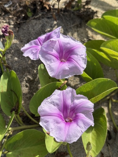 Ipomoea pes-caprae observed 2026-06-21
