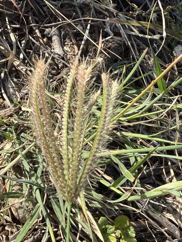Chloris barbata observed 2026-06-21