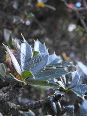 Berberis ilicifolia