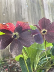Helleboreae