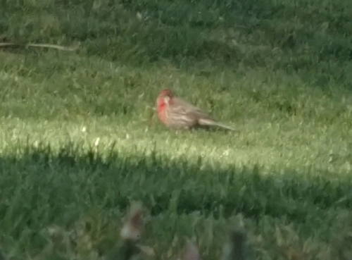 House Finch