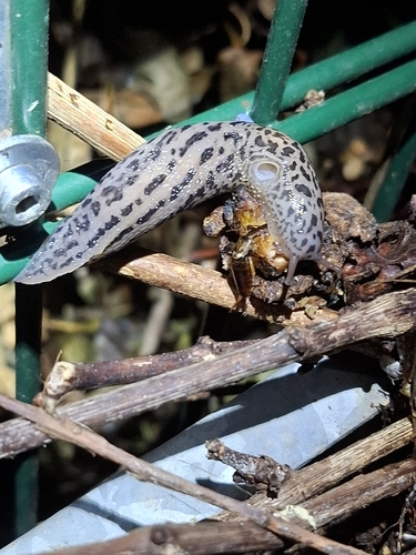 Leopard Slug