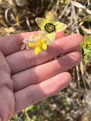 Lindheimera texana
