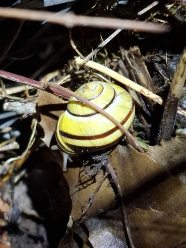 Brown-lipped Snail