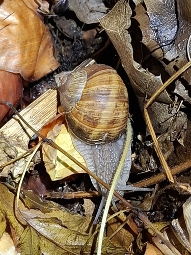 Roman Snail
