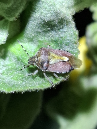 Sloe Bug