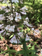 Penstemon arkansanus
