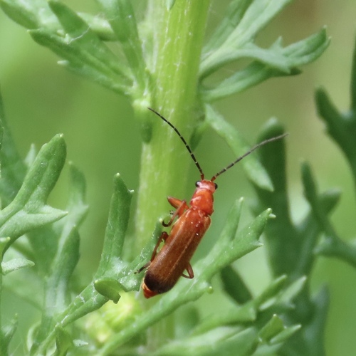 Common Red Soldier Beetle