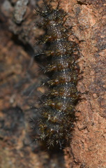 Hemileuca maia