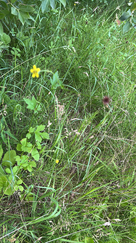 Wood Avens