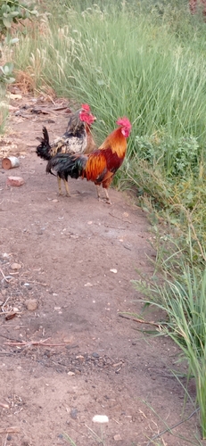Red Junglefowl