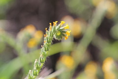 Amsinckia calycina, photograph (c) Cesar Ormazabal, some rights reserved (CC BY)