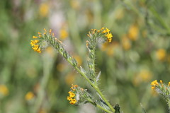 Amsinckia calycina, photograph (c) Cesar Ormazabal, some rights reserved (CC BY)