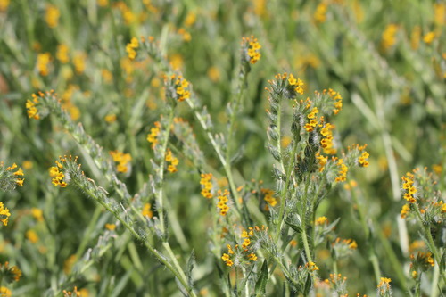 Amsinckia calycina, photograph 4
