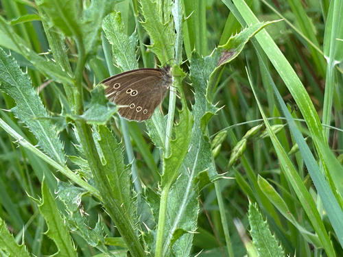 Ringlet