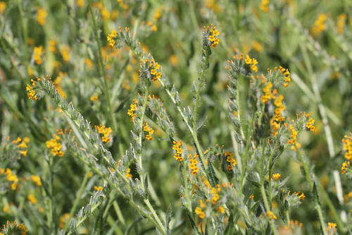Amsinckia calycina, photograph 5