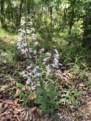 Penstemon arkansanus