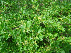 Ribes alpinum