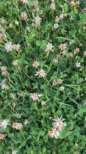 white clover